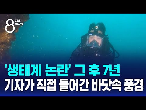 '생태계 논란' 그 후 7년…기자가 직접 들어간 바닷속 풍경 / SBS 8뉴스