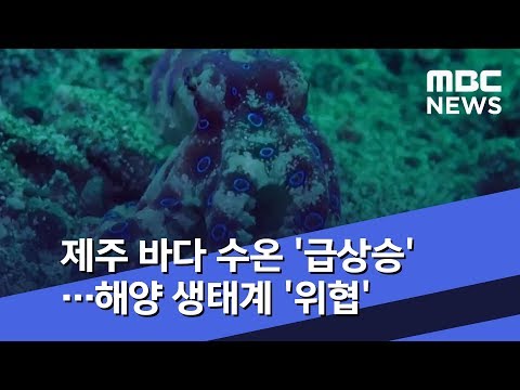 제주 바다 수온 '급상승'…해양 생태계 '위협' (2018.08.13/뉴스투데이/MBC)