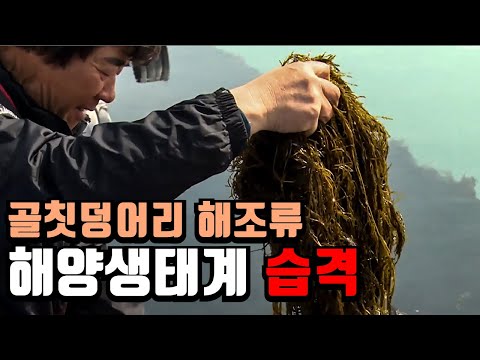 위기의 해양생태계, 바다 사막화 / YTN 사이언스