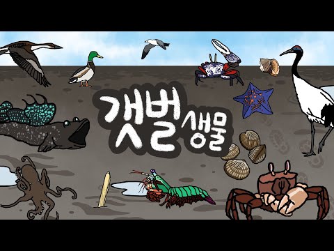 갯벌에는 어떤 생물들이 살고 있을까? | 바다의 갯벌친구들을 만나보아요 | 저자극유아영상 | 키즈드로우 | Kid's Draw