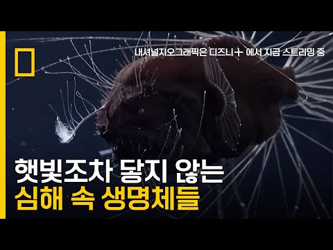 신비의 영역, 심해 생태계 (내레이션: 베어 그릴스)