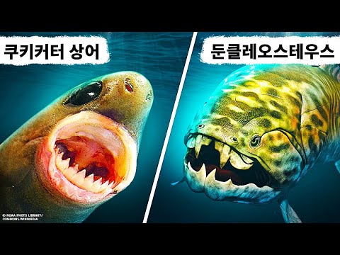 만나면 기쁘지 않을 바다 생물 14가지