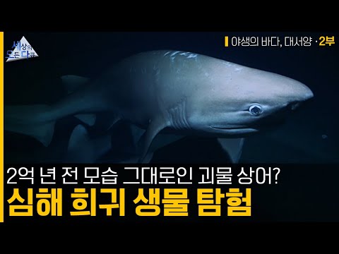 수심 천 미터가 넘는 심해, 그곳에서 발견된 놀라운 생명체들? | 야생의 바다, 대서양 2부 심해의 산맥 - 남대서양  #BBC