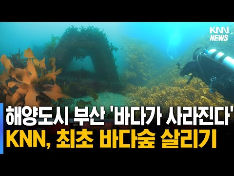 바다숲의 경고, 기후위기 속 무너지는 해양 생태계