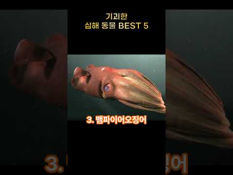 기괴한 심해의 바다동물 BEST 5 #심해 #동물짤 #바다동물 #동물밈