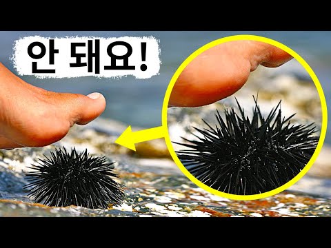 이 바다 생물을 밟았다면, 한시라도 빨리 도움을 받으세요