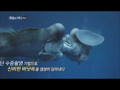 고품격 해양 다큐멘터리 [EBS2 - 생명의 바다]