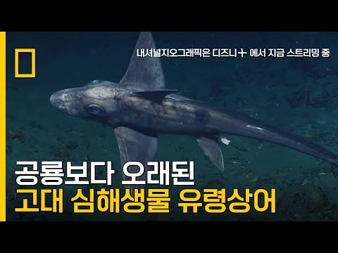 수심 2,600m에서 포착된 고대 생명체, 유령상어