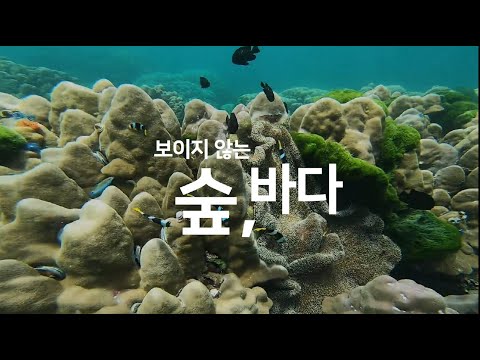 보이지 않는 숲, 바다  _ 위기의 해양 생태계