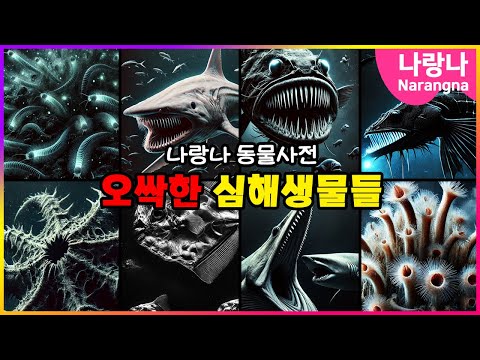 오싹주의! 어두운 심해의 생물 | 나랑나 동물사전