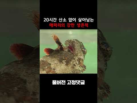 '20시간' 동안 산소없이 살아남는 강한 생존력의 해파리 #shorts