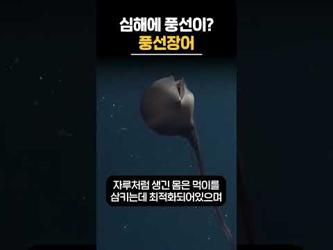 심해에 풍선이? 만화에 나올 것 같은 풍선장어