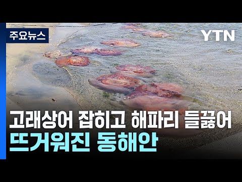 고래상어 잡히고 해파리 들끓어...뜨거워진 동해안 / YTN