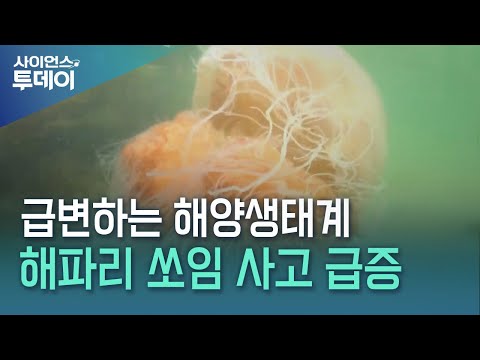 고래상어 잡히고 해파리 들끓어…뜨거워진 동해안 / YTN 사이언스