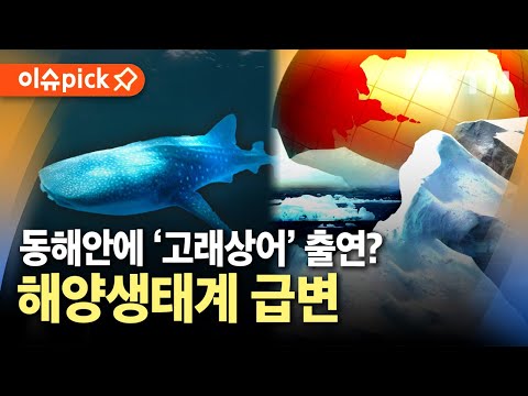 [이슈픽] 고래상어 잡히고 해파리 들끓어…해양생태계 급변 / YTN