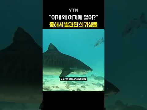 급변하는 해양생태계 #shorts / YTN