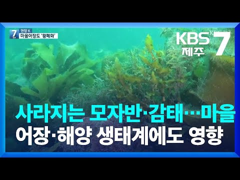 [현장K] 사라지는 모자반·감태…마을어장·해양 생태계에도 영향 / KBS  2022.06.14.