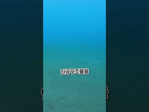 해양 생태계를 살리는 놀라운 방법