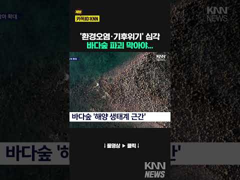 바다숲 '환경오염' 위기에 기업들 '블루카본' 노려 / KNN